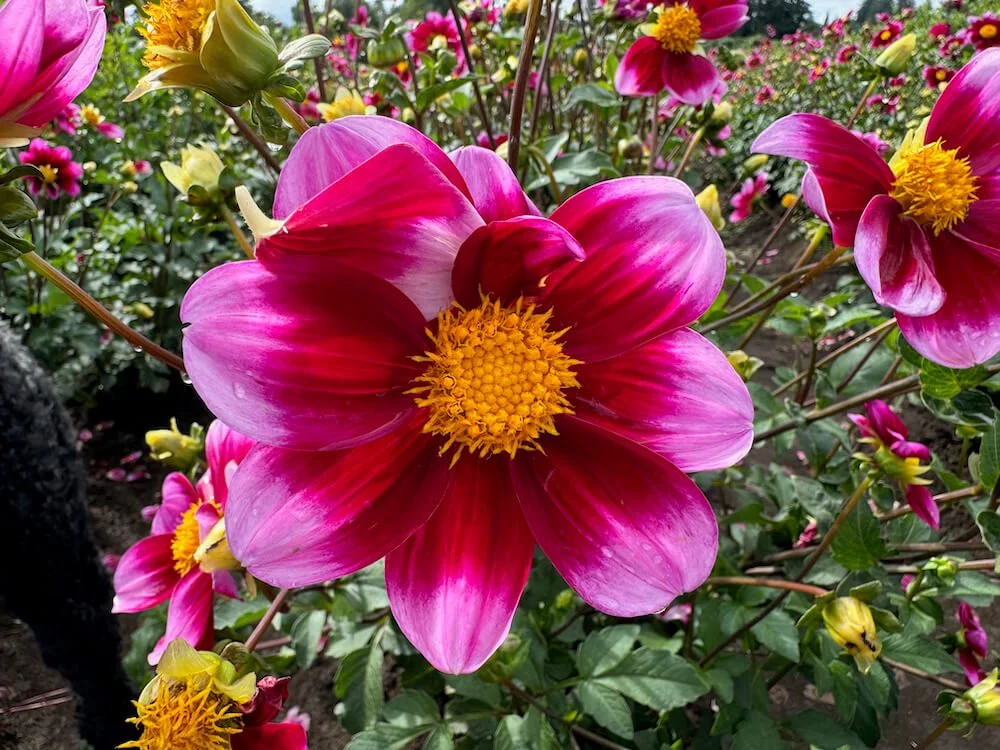 Dahlia 'Bashful' — Northwest Blooms
